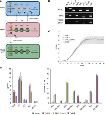 Tackling functional redundancy of Arabidopsis fatty acid elongase complexes